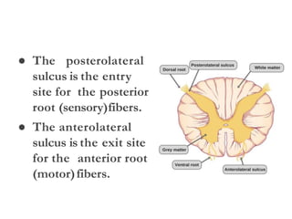 ● The posterolateral
sulcus is the entry
site for the posterior
root (sensory)fibers.
● The anterolateral
sulcus is the exit site
for the anterior root
(motor)fibers.
 