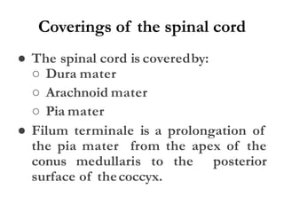 Coverings of the spinal cord
● The spinal cord is coveredby:
○ Dura mater
○ Arachnoid mater
○ Pia mater
● Filum terminale is a prolongation of
the pia mater from the apex of the
conus medullaris to the posterior
surface of thecoccyx.
 