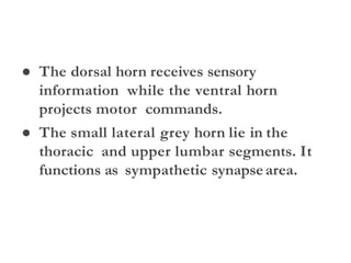 ● The dorsal horn receives sensory
information while the ventral horn
projects motor commands.
● The small lateral grey horn lie in the
thoracic and upper lumbar segments. It
functions as sympathetic synapsearea.
 