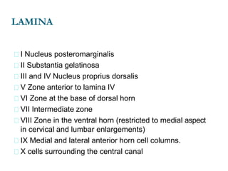 LAMINA
I Nucleus posteromarginalis
II Substantia gelatinosa
III and IV Nucleus proprius dorsalis
V Zone anterior to lamina IV
VI Zone at the base of dorsal horn
VII Intermediate zone
VIII Zone in the ventral horn (restricted to medial aspect
in cervical and lumbar enlargements)
IX Medial and lateral anterior horn cell columns.
X cells surrounding the central canal
 