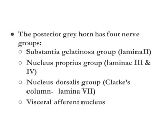 ● The posterior grey horn has four nerve
groups:
○ Substantia gelatinosa group (laminaII)
○ Nucleus proprius group (laminae III &
IV)
○ Nucleus dorsalis group (Clarke’s
column- lamina VII)
○ Visceral afferent nucleus
 