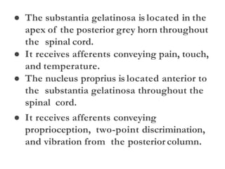 ● The substantia gelatinosa is located in the
apex of the posterior grey horn throughout
the spinal cord.
● It receives afferents conveying pain, touch,
and temperature.
● The nucleus proprius is located anterior to
the substantia gelatinosa throughout the
spinal cord.
● It receives afferents conveying
proprioception, two-point discrimination,
and vibration from the posteriorcolumn.
 