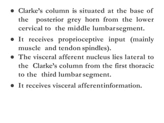 ● Clarke’s column is situated at the base of
the posterior grey horn from the lower
cervical to the middle lumbarsegment.
● It receives proprioceptive input (mainly
muscle and tendon spindles).
● The visceral afferent nucleus lies lateral to
the Clarke’s column from the first thoracic
to the third lumbar segment.
● It receives visceral afferentinformation.
 