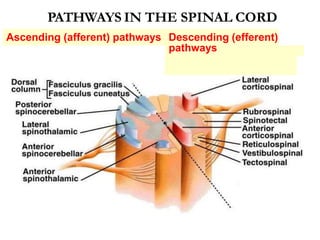 PATHWAYS IN THE SPINAL CORD
Ascending (afferent) pathways Descending (efferent)
pathways
 
