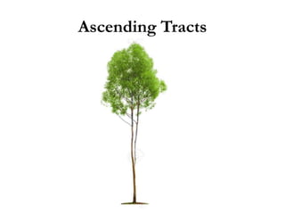 Ascending Tracts
 