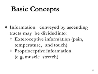 Basic Concepts
28
● Information conveyed by ascending
tracts may be dividedinto:
○ Exteroceptive information (pain,
temperature, and touch)
○ Proprioceptive information
(e.g.,muscle stretch)
 
