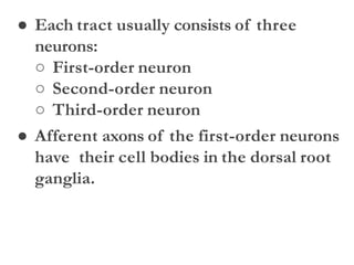 ● Each tract usually consists of three
neurons:
○ First-order neuron
○ Second-order neuron
○ Third-order neuron
● Afferent axons of the first-order neurons
have their cell bodies in the dorsal root
ganglia.
 