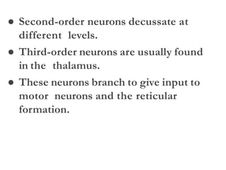 ● Second-order neurons decussate at
different levels.
● Third-order neurons are usually found
in the thalamus.
● These neurons branch to give input to
motor neurons and the reticular
formation.
 