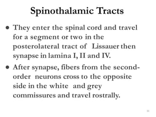 Spinothalamic Tracts
33
● They enter the spinal cord and travel
for a segment or two in the
posterolateral tract of Lissauer then
synapse in lamina I, II and IV.
● After synapse, fibers from the second-
order neurons cross to the opposite
side in the white and grey
commissures and travel rostrally.
 