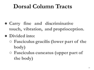 Dorsal Column Tracts
38
● Carry fine and discriminative
touch, vibration, and proprioception.
● Divided into:
○ Fasciculus gracilis (lower part of the
body)
○ Fasciculus cuneatus (upper part of
the body)
 