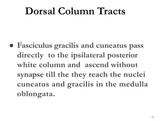Dorsal Column Tracts
39
● Fasciculus gracilis and cuneatus pass
directly to the ipsilateral posterior
white column and ascend without
synapse till the they reach the nuclei
cuneatus and gracilis in the medulla
oblongata.
 
