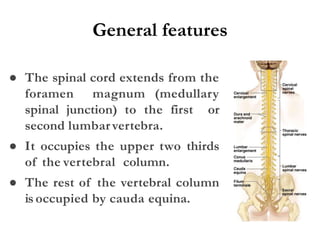 General features
● The spinal cord extends from the
foramen magnum (medullary
spinal junction) to the first or
second lumbarvertebra.
● It occupies the upper two thirds
of the vertebral column.
● The rest of the vertebral column
is occupied by cauda equina.
 