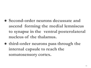 40
● Second-order neurons decussate and
ascend forming the medial lemniscus
to synapse in the ventral posterolateral
nucleus of the thalamus.
● third-order neurons pass through the
internal capsule to reach the
somatosensory cortex.
 