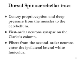 Dorsal Spinocerebellar tract
43
● Convey proprioception and deep
pressure from the muscles to the
cerebellum.
● First-order neurons synapse on the
Clarke’s column.
● Fibers from the second-order neurons
enter the ipsilateral lateral white
funiculus.
 