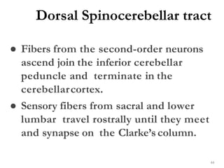 Dorsal Spinocerebellar tract
44
● Fibers from the second-order neurons
ascend join the inferior cerebellar
peduncle and terminate in the
cerebellarcortex.
● Sensory fibers from sacral and lower
lumbar travel rostrally until they meet
and synapse on the Clarke’scolumn.
 