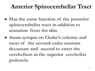 Anterior Spinocerebellar Tract
45
● Has the same function of the posterior
spinocerebellar tract in addition to
sensation from the skin.
● Axons synapse on Clarke’s column and
most of the second-order neurons
decussate and ascend to enter the
cerebellum in the superior cerebellar
peduncle.
 