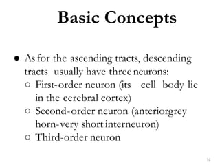 Basic Concepts
52
● Asfor the ascending tracts, descending
tracts usually have threeneurons:
○ First-order neuron (its cell body lie
in the cerebral cortex)
○ Second-order neuron (anteriorgrey
horn-very short interneuron)
○ Third-order neuron
 