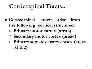 Corticospinal Tracts..
56
● Corticospinal tracts arise from
the following cortical structures:
○ Primary motor cortex (area4)
○ Secondary motor cortex (area6)
○ Primary somatosensory cortex (areas
3,1 & 2)
 