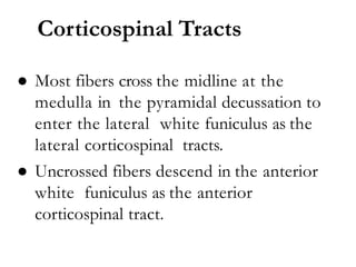 Corticospinal Tracts
● Most fibers cross the midline at the
medulla in the pyramidal decussation to
enter the lateral white funiculus as the
lateral corticospinal tracts.
● Uncrossed fibers descend in the anterior
white funiculus as the anterior
corticospinal tract.
 