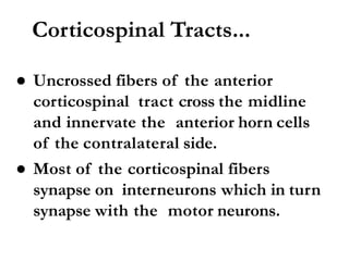 Corticospinal Tracts...
● Uncrossed fibers of the anterior
corticospinal tract cross the midline
and innervate the anterior horn cells
of the contralateral side.
● Most of the corticospinal fibers
synapse on interneurons which in turn
synapse with the motor neurons.
 