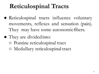 Reticulospinal Tracts
63
● Reticulospinal tracts influence voluntary
movements, reflexes and sensation (pain).
They may have some autonomicfibers.
● They are dividedinto:
○ Pontine reticulospinal tract
○ Medullary reticulospinal tract
 