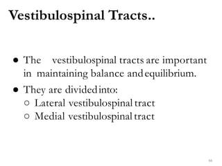 Vestibulospinal Tracts..
66
● The vestibulospinal tracts are important
in maintaining balance andequilibrium.
● They are dividedinto:
○ Lateral vestibulospinal tract
○ Medial vestibulospinal tract
 