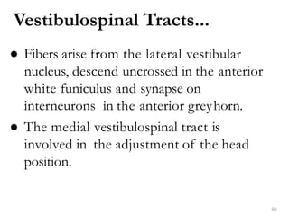 ● Fibers arise from the lateral vestibular
nucleus, descend uncrossed in the anterior
white funiculus and synapse on
interneurons in the anterior greyhorn.
● The medial vestibulospinal tract is
involved in the adjustment of the head
position.
Vestibulospinal Tracts...
68
 