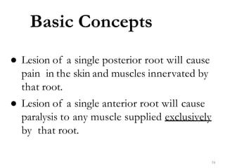 Basic Concepts
74
● Lesion of a single posterior root will cause
pain in the skin and muscles innervated by
that root.
● Lesion of a single anterior root will cause
paralysis to any muscle supplied exclusively
by that root.
 