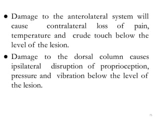 75
● Damage to the anterolateral system will
cause contralateral loss of pain,
temperature and crude touch below the
level of the lesion.
● Damage to the dorsal column causes
ipsilateral disruption of proprioception,
pressure and vibration below the level of
the lesion.
Basic
 