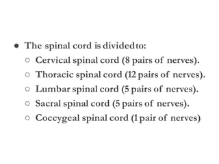 ● The spinal cord is dividedto:
○ Cervical spinal cord (8 pairs of nerves).
○ Thoracic spinal cord (12 pairs of nerves).
○ Lumbar spinal cord (5 pairs of nerves).
○ Sacral spinal cord (5 pairs of nerves).
○ Coccygeal spinal cord (1 pair of nerves)
 