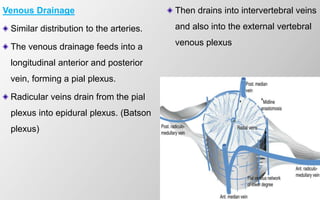 10
Venous Drainage
Similar distribution to the arteries.
The venous drainage feeds into a
longitudinal anterior and posterior
vein, forming a pial plexus.
Radicular veins drain from the pial
plexus into epidural plexus. (Batson
plexus)
Then drains into intervertebral veins
and also into the external vertebral
venous plexus
 
