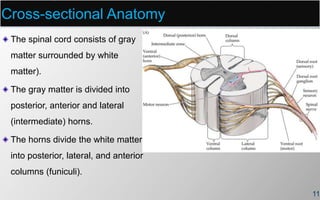 Cross-sectional Anatomy
11
The spinal cord consists of gray
matter surrounded by white
matter).
The gray matter is divided into
posterior, anterior and lateral
(intermediate) horns.
The horns divide the white matter
into posterior, lateral, and anterior
columns (funiculi).
 