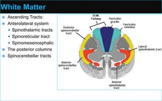 White Matter
 Ascending Tracts:
 Anterolateral system
 Spinothalamic tracts
 Spinoreticular tract
 Spinomesencephalic
 The posterior columns
 Spinocerebellar tracts
 