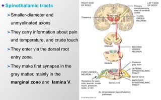 Spinothalamic tracts
Smaller-diameter and
unmyelinated axons
They carry information about pain
and temperature, and crude touch
They enter via the dorsal root
entry zone.
They make first synapse in the
gray matter, mainly in the
marginal zone and lamina V.
 