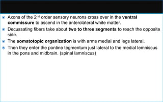  Axons of the 2nd order sensory neurons cross over in the ventral
commissure to ascend in the anterolateral white matter.
 Decussating fibers take about two to three segments to reach the opposite
side.
 The somatotopic organization is with arms medial and legs lateral.
 Then they enter the pontine tegmentum just lateral to the medial lemniscus
in the pons and midbrain. (spinal lamniscus)
 
