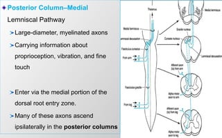 Posterior Column–Medial
Lemniscal Pathway
Large-diameter, myelinated axons
Carrying information about
proprioception, vibration, and fine
touch
Enter via the medial portion of the
dorsal root entry zone.
Many of these axons ascend
ipsilaterally in the posterior columns
 