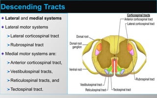 Descending Tracts
Lateral and medial systems
Lateral motor systems
Lateral corticospinal tract
Rubrospinal tract
Medial motor systems are:
Anterior corticospinal tract,
Vestibulospinal tracts,
Reticulospinal tracts, and
Tectospinal tract.
 