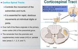 Cortico Spinal Tracts:
Controls the movement of the
extremities and trunk.
It is essential for rapid, dextrous
movements at individual digits or
joints.
Over half of the fibers originate in the primary
motor cortex (A4) of the precentral gyrus.
The remainder from the premotor and
supplementary motor areas (A 6) or parietal
lobe (areas 3, 1, 2, 5, and 7).
 