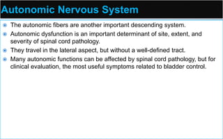 Autonomic Nervous System
 The autonomic fibers are another important descending system.
 Autonomic dysfunction is an important determinant of site, extent, and
severity of spinal cord pathology.
 They travel in the lateral aspect, but without a well-defined tract.
 Many autonomic functions can be affected by spinal cord pathology, but for
clinical evaluation, the most useful symptoms related to bladder control.
 