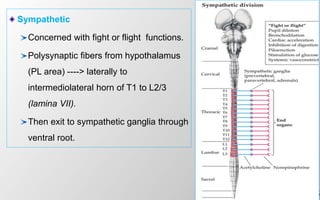 25
Sympathetic
Concerned with fight or flight functions.
Polysynaptic fibers from hypothalamus
(PL area) ----> laterally to
intermediolateral horn of T1 to L2/3
(lamina VII).
Then exit to sympathetic ganglia through
ventral root.
 