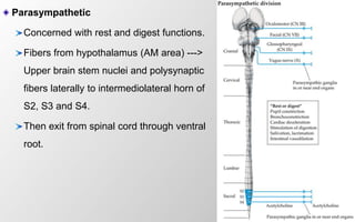 26
Parasympathetic
Concerned with rest and digest functions.
Fibers from hypothalamus (AM area) --->
Upper brain stem nuclei and polysynaptic
fibers laterally to intermediolateral horn of
S2, S3 and S4.
Then exit from spinal cord through ventral
root.
 