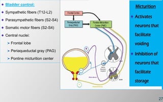 27
Bladder control:
Sympathetic fibers (T12-L2)
Parasympathetic fibers (S2-S4)
Somatic motor fibers (S2-S4)
Central nuclei:
Frontal lobe
Periaqueductal gray (PAG)
Pontine micturition center
 