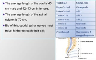 3
The average length of the cord is 45
cm male and 42- 43 cm in female.
The average length of the spinal
column is 70 cm.
B/c of this, caudal spinal nerves must
travel farther to reach their exit.
 