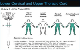 Lower Cervical and Upper Thoracic Cord
 Lesions at lower cervical levels produce quadriparesis
 C5-C6: deltoid, biceps, spinati, depressed biceps and brachioradialis
reflexes (elbow flexion and wrist extension)
 C7: triceps, triceps reflex is depressed; (elbow extension)
 C8-T1: wrist and finger flexion, finger flexor reflex is depressed.
 Horner's syndrome (miosis, ptosis and facial hypohidrosis) may occur with a
cervical cord lesion at any level.
 