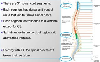 There are 31 spinal cord segments.
Each segment has dorsal and ventral
roots that join to form a spinal nerve.
Each segment corresponds to a vertebra,
except for C8.
Spinal nerves in the cervical region exit
above their vertebra.
Starting with T1, the spinal nerves exit
below their vertebra.
 