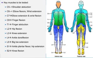 6
Clinically important dermatomes
C2/3 posterior head & neck
C5anterior shoulder,
C6Thumb
C7index & middle finger
C7/8Ring finger
C8little finger
T1= inner forearm
T2 upper inner arm
T2/T3 axilla
T4/5 Nipple
T10 umbilicus
L1 anterior, inner upper thigh
L2Anterior thigh
L3Knee
L4 medial malleolus
L5 dorsum of foot
S3 anus
Key muscles to be tested:
C5-->Shoulder abduction
C6--> Elbow flexors, Wrist extension
C7Elbow extension & wrist flexion
C8 Finger flexion
T1 Finger abduction
L2 Hip flexion
L3 Knee extension
L4 Ankle dorsiflexion
L5 Big toe extension
S1 Ankle plantar flexor, hip extension
S2 Knee flexion
 