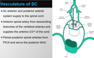 Vasculature of SC
An anterior and posterior arterial
system supply to the spinal cord.
Anterior spinal artery from descending
branches of the vertebral arteries and
supplies the anterior 2/3rd of the cord.
Paired posterior spinal arteries from
PICA and serve the posterior third.
 
