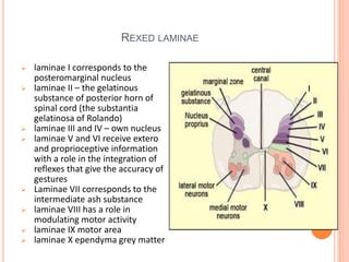 Rexed Laminae Function Spinal cord.pptx