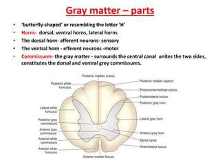 Commissore Drop Spinal cord.pptx