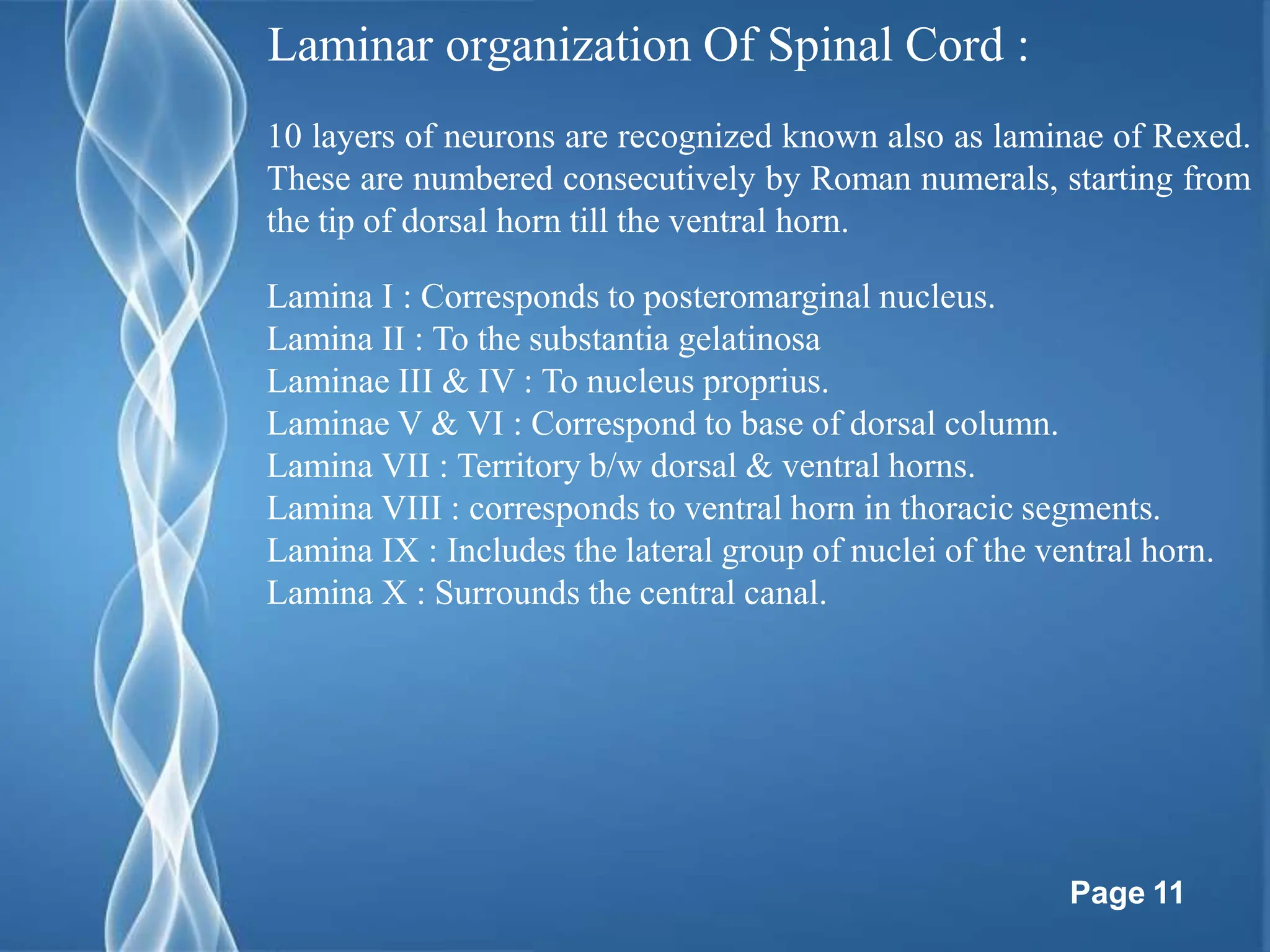 Rexed Laminae Function spinalcord, and anatomy of spinal cord , | PPTX